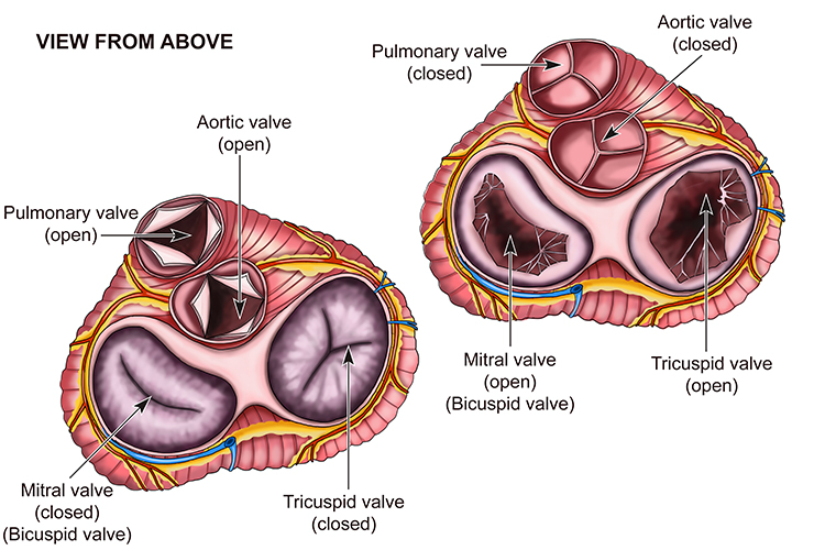 Diagram showing Pulmonary, Mitral, Aortic and Tricuspid valves from above 
